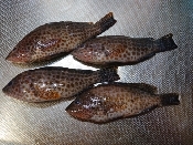 釣り魚料理 オオモンハタの握り寿司 レシピ 作り方 By 釣りシン 楽天レシピ