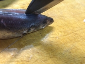 ガサツ料理 背開きが美味さの秘訣 自家製アジ開き レシピ 作り方 By 水酉 楽天レシピ ガサツ料理 背開きが美味さの秘訣 自家製アジ開き レシピ 作り方 By 水酉 楽天レシピ