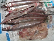 キス 塩焼き レシピ 作り方 By ねあっっ 楽天レシピ キス 塩焼き レシピ 作り方 By ねあっっ 楽天レシピ