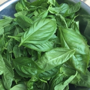 自分で作る 濃い バジルソルト 自家製 レシピ 作り方 By Vegemax 楽天レシピ