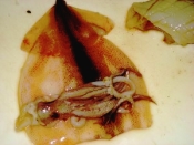 イカの松笠煮 レシピ 作り方 By ブルーボリジ 楽天レシピ イカの松笠煮 レシピ 作り方 By ブルーボリジ 楽天レシピ