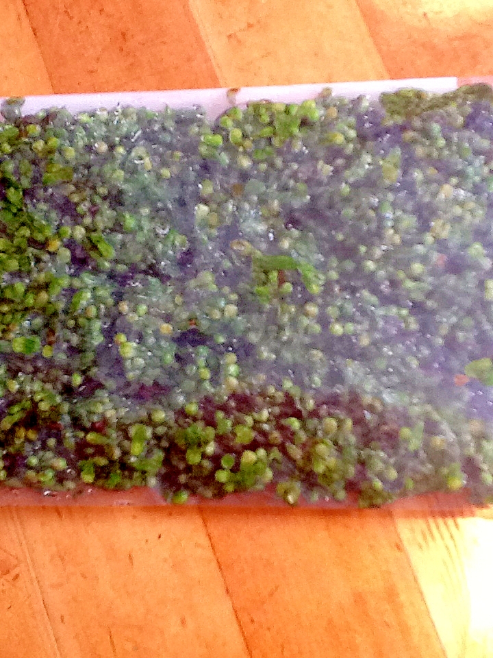 シソの実の塩漬け(^_^)☆冷凍保存