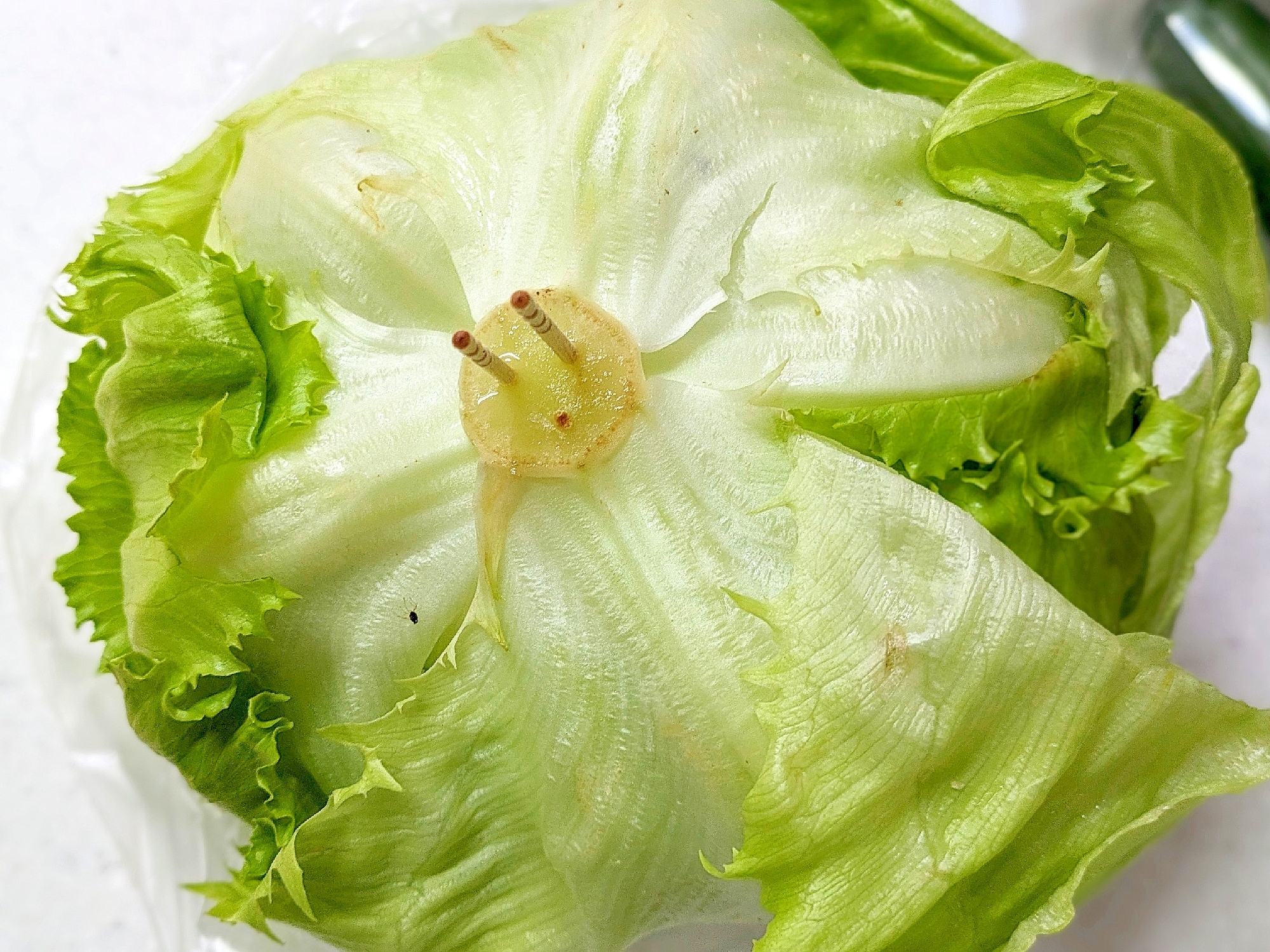 レタスを美味しく食べよう♪ レタスの長持ち保存方法