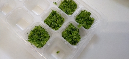 【離乳食・初期】　ブロッコリーの冷凍保存