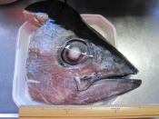 まぐろの兜焼き レシピ 作り方 By けいちゃん088 楽天レシピ まぐろの兜焼き レシピ 作り方 By けいちゃん088 楽天レシピ