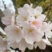 SAKURA。