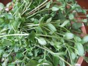 春ハコベのおひたし レシピ 作り方 By Iihi009 楽天レシピ