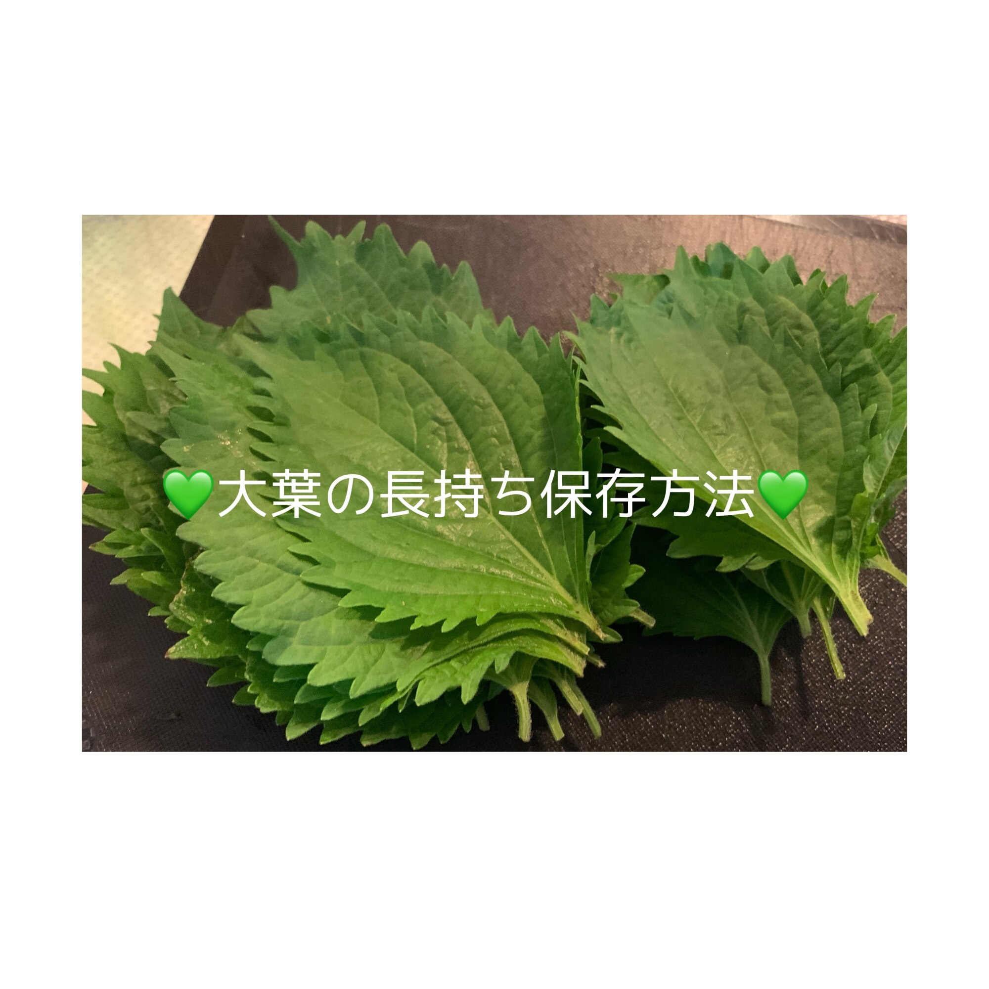 大葉の長持ち保存方法 レシピ 作り方 By S2emma 楽天レシピ 大葉の長持ち保存方法 レシピ 作り方 By S2emma 楽天レシピ