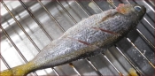 タカベの塩焼き レシピ 作り方 By だんご7 楽天レシピ