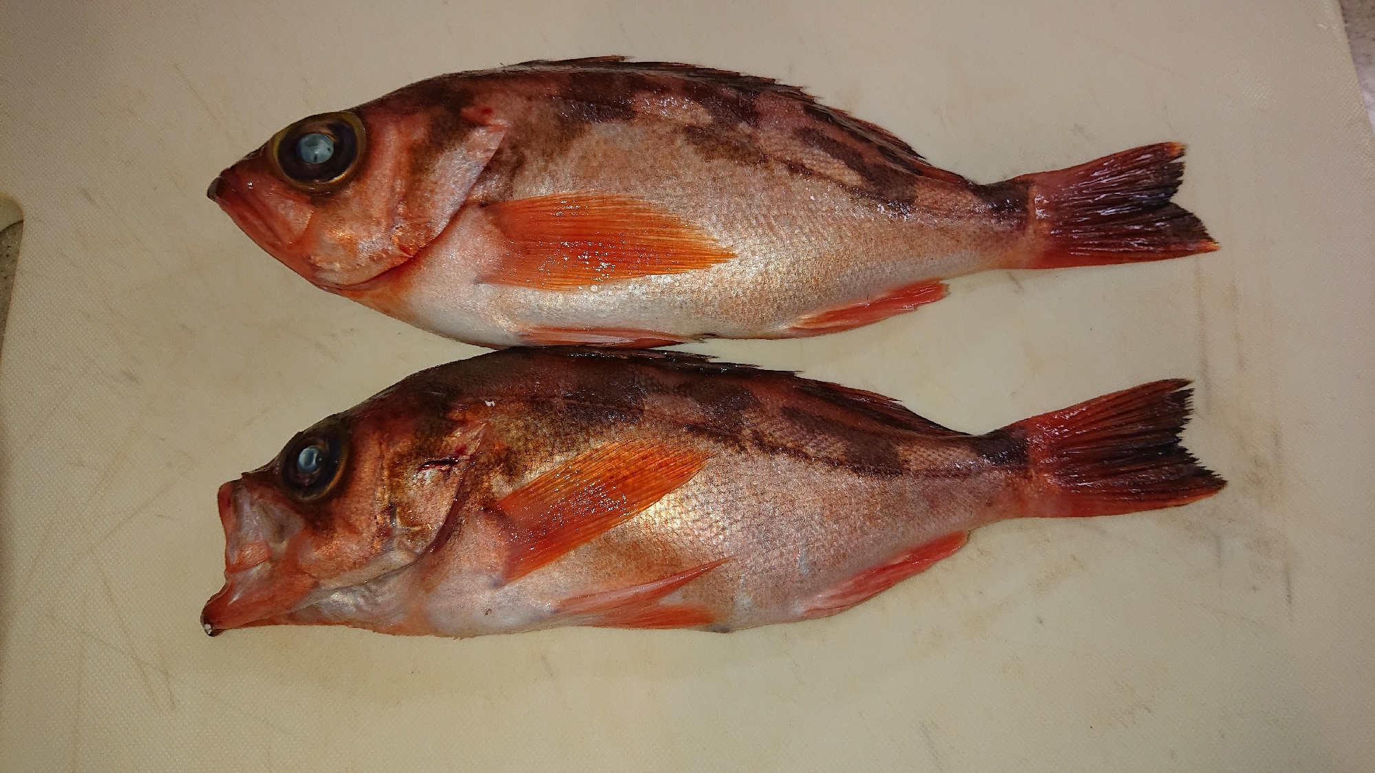 メバルの下処理 レシピ 作り方 By れんこ 楽天レシピ メバルの下処理 レシピ 作り方 By れんこ 楽天レシピ