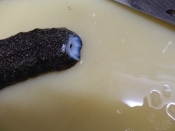 振り洗いしない下処理で 美味しいナマコの酢の物 レシピ 作り方 By 夏はぜ 楽天レシピ 振り洗いしない下処理で 美味しいナマコの酢の物 レシピ 作り方 By 夏はぜ 楽天レシピ