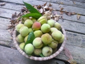 花桃 しだれ桃 の実で桃ジャム レシピ 作り方 By 身の茸335 楽天レシピ 花桃 しだれ桃 の実で桃ジャム レシピ 作り方 By 身の茸335 楽天レシピ