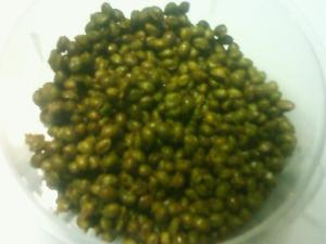 Lwegqhkwowshem Lwegqhkwowshem