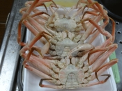 塩分濃度とゆで方 ズワイガニ塩ゆで レシピ 作り方 By Startrek 楽天レシピ 塩分濃度とゆで方 ズワイガニ塩ゆで レシピ 作り方 By Startrek 楽天レシピ