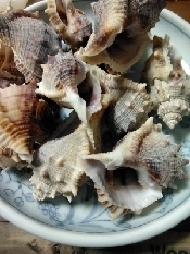 ミヤコボラ貝の食べ方 レシピ 作り方 By ここなっつん 楽天レシピ ミヤコボラ貝の食べ方 レシピ 作り方 By ここなっつん 楽天レシピ