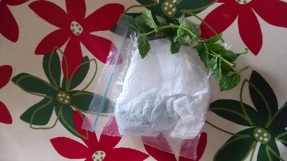 ミントの葉の冷蔵保存方法 レシピ 作り方 By ぼくバナナ 楽天レシピ ミントの葉の冷蔵保存方法 レシピ 作り方 By ぼくバナナ 楽天レシピ