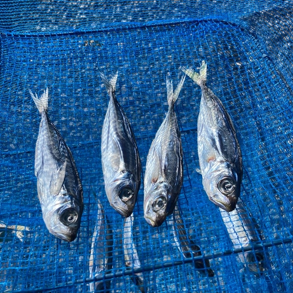 うちの干物 鯵の丸干し レシピ 作り方 By おいしんぼ 楽天レシピ うちの干物 鯵の丸干し レシピ 作り方 By おいしんぼ 楽天レシピ