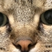 おいちゃん*