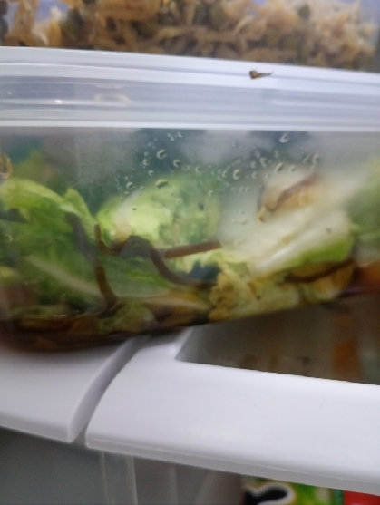 ♦️白菜の塩昆布煮☆さっぱりポン酢風味