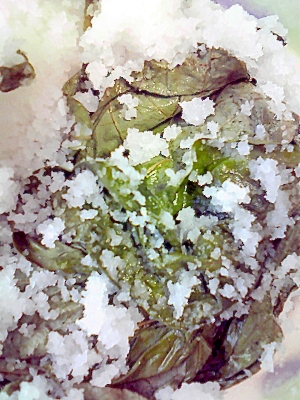 とっても簡単 バジルの塩漬け レシピ 作り方 By こうめまま 楽天レシピ とっても簡単 バジルの塩漬け レシピ 作り方 By こうめまま 楽天レシピ