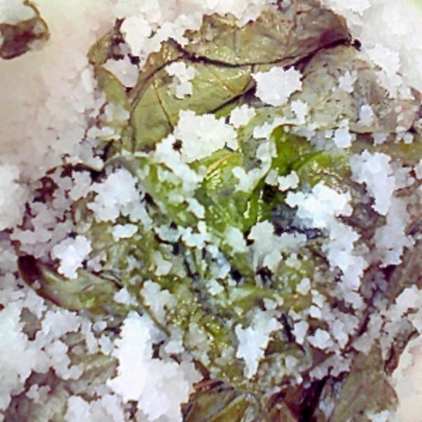 とっても簡単 バジルの塩漬け レシピ 作り方 By こうめまま 楽天レシピ とっても簡単 バジルの塩漬け レシピ 作り方 By こうめまま 楽天レシピ