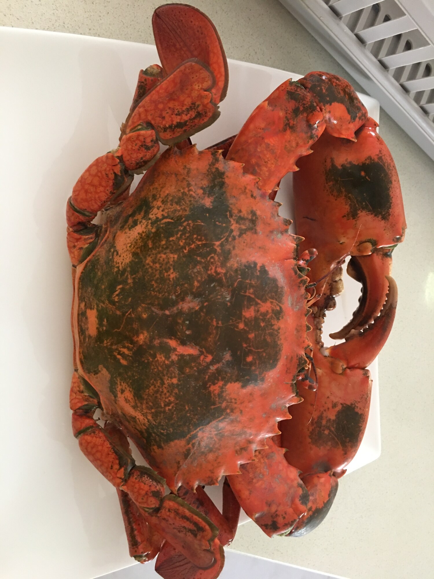 海で取れた蟹を使った簡単湯で蟹 レシピ 作り方 By Jinka 楽天レシピ 海で取れた蟹を使った簡単湯で蟹 レシピ 作り方 By Jinka 楽天レシピ