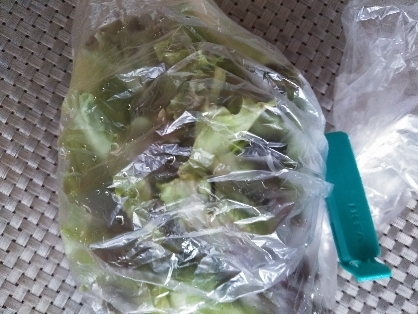 サラダ用レタス♡野菜の保存