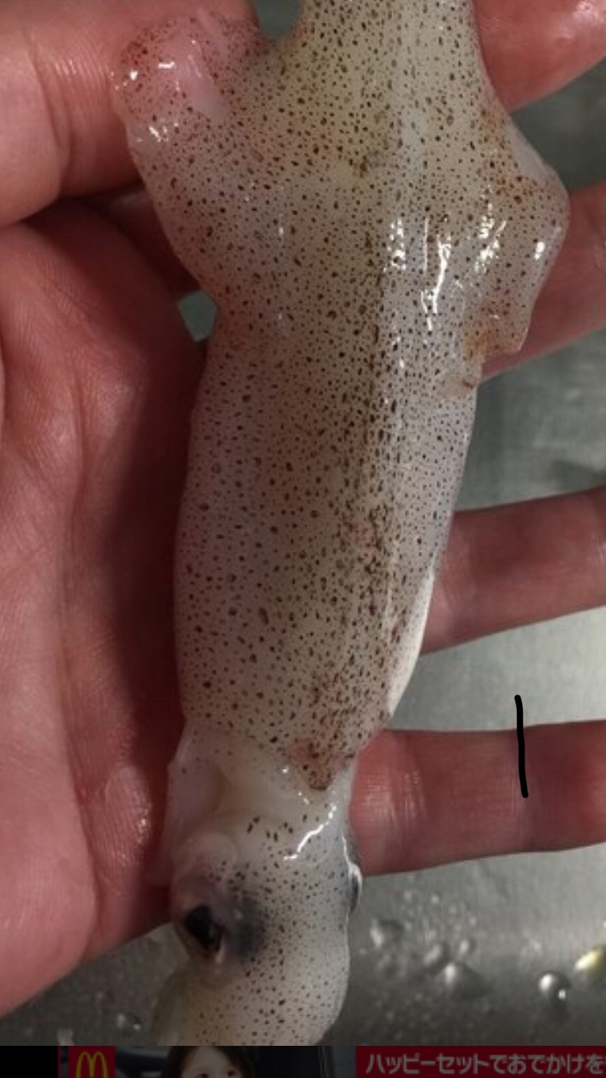 ヒイカの下処理 甘辛煮 レシピ 作り方 By もこちゃん7 楽天レシピ ヒイカの下処理 甘辛煮 レシピ 作り方 By もこちゃん7 楽天レシピ