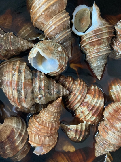 磯つぶ貝 エゾバイ の生姜煮 レシピ 作り方 By ひよこピッピ 楽天レシピ 磯つぶ貝 エゾバイ の生姜煮 レシピ 作り方 By ひよこピッピ 楽天レシピ