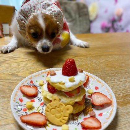 愛犬のお誕生日ケーキの参考にさせて頂きました。
重曹が無くて、ふっくら感に欠けましたが美味しそうに食べてくれました。
レシピありがとうございましたm(_ _)m