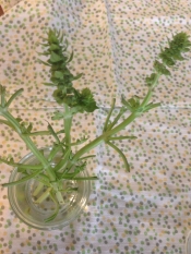 バジルの茎deバジルオイル レシピ 作り方 By R0417n0613 楽天レシピ バジルの茎deバジルオイル レシピ 作り方 By R0417n0613 楽天レシピ