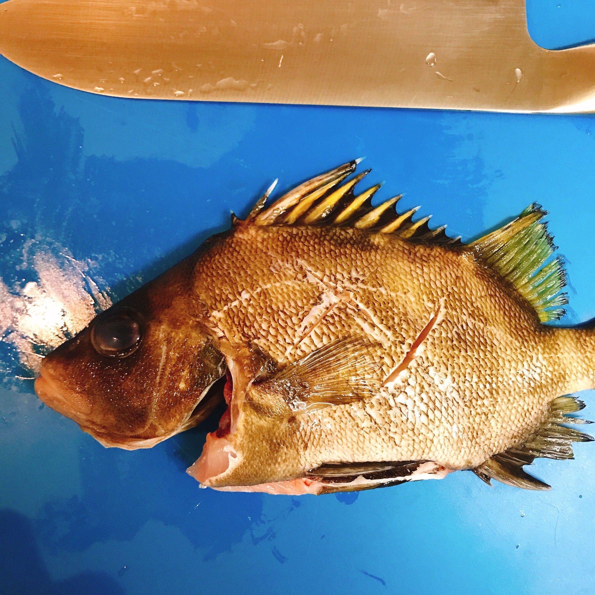 タモリ セトダイ の煮付け レシピ 作り方 By ムッカリーナ 楽天レシピ タモリ セトダイ の煮付け レシピ 作り方 By ムッカリーナ 楽天レシピ