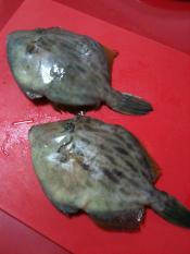 カワハギのさばき方 お刺身 写真で説明 レシピ 作り方 By エリーsky 楽天レシピ カワハギのさばき方 お刺身 写真で説明 レシピ 作り方 By エリーsky 楽天レシピ