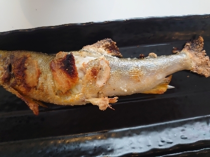 魚焼きグリルを使った鮎の塩焼き