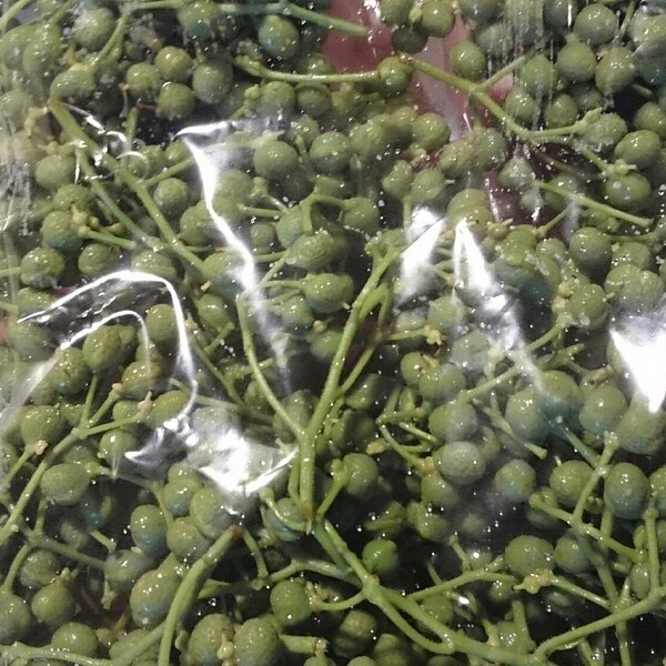 山椒の実 料理の香り付け専用 保存の方法 レシピ 作り方 By 所沢とっくん 楽天レシピ 山椒の実 料理の香り付け専用 保存の方法 レシピ 作り方 By 所沢とっくん 楽天レシピ