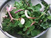 ハマボウフウでスープ レシピ 作り方 By Wonebou 楽天レシピ ハマボウフウでスープ レシピ 作り方 By Wonebou 楽天レシピ