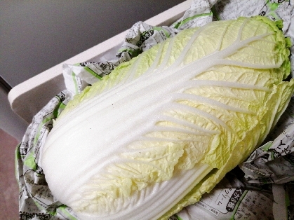 冷蔵庫いらず★冬の白菜の保存
