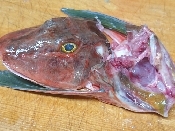 ホウボウの握り寿司 レシピ 作り方 By Yoshi Original 楽天レシピ