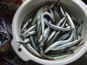 イカナゴの成魚 フルセ のくぎ煮 レシピ 作り方 By Middo 楽天レシピ イカナゴの成魚 フルセ のくぎ煮 レシピ 作り方 By Middo 楽天レシピ