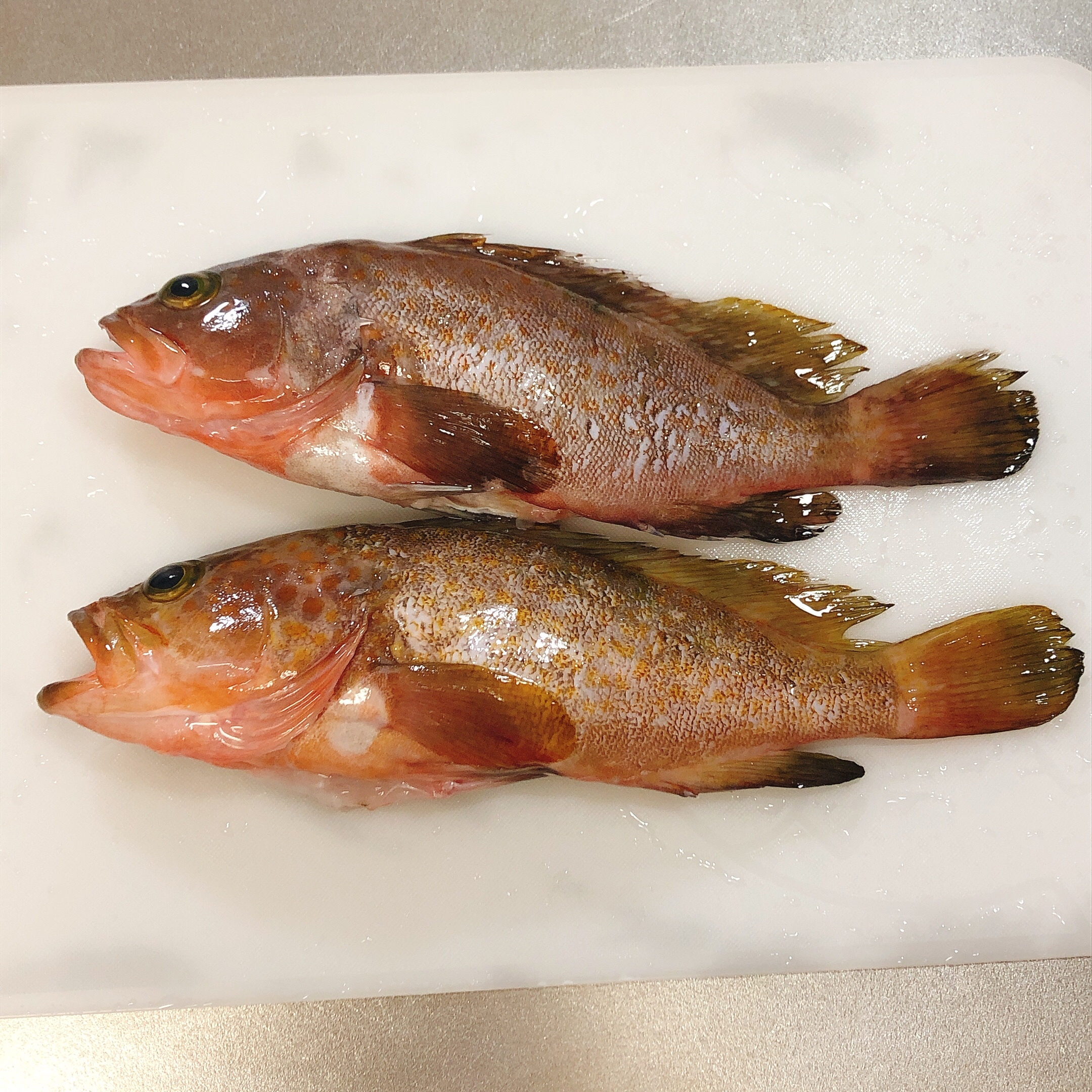 煮魚 アコウ レシピ 作り方 By Aki 22 楽天レシピ 煮魚 アコウ レシピ 作り方 By Aki 22 楽天レシピ