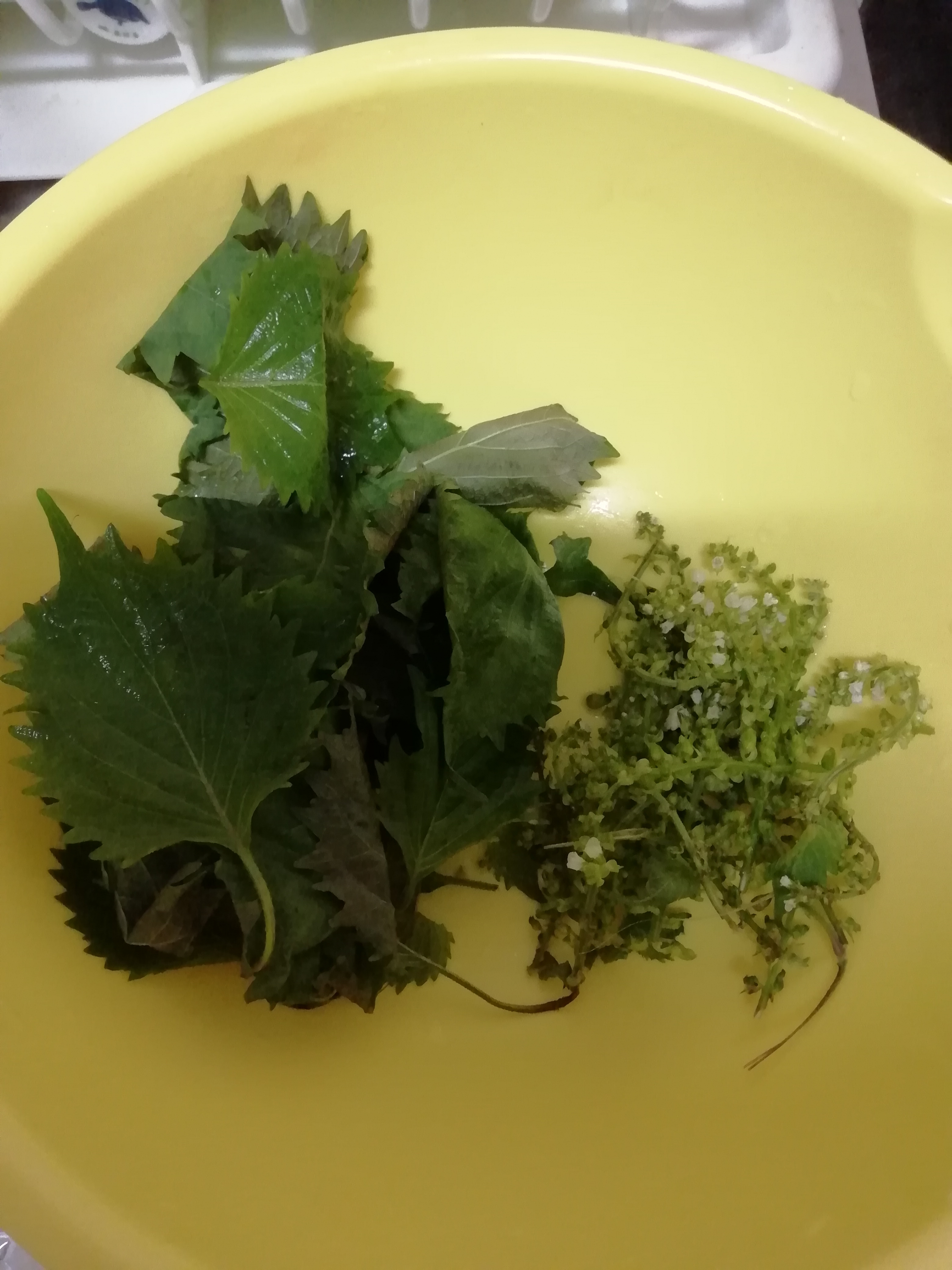 シソの葉と花の黒ゴマ入り天ぷら レシピ 作り方 By 料理大好きえみちゃん 楽天レシピ シソの葉と花の黒ゴマ入り天ぷら レシピ 作り方 By 料理大好きえみちゃん 楽天レシピ