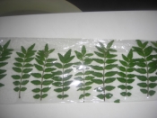 山椒の葉の保存 レシピ 作り方 By Chaachan6066 楽天レシピ 山椒の葉の保存 レシピ 作り方 By Chaachan6066 楽天レシピ