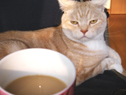 おぉ！今日はこの猫カフェは猫不足のようね！ではでは我が家のカワイコちゃんをヘルプに～・・って思ったら虎太郎クンすっごく機嫌悪っ(゜o゜)！びっくりのブサ顔～ｗ