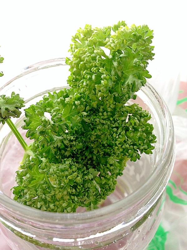 無駄無し!パセリと大葉の保存法