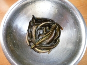 夏を乗りきる どじょうのから揚げ レシピ 作り方 By 身の茸335 楽天レシピ 夏を乗りきる どじょうのから揚げ レシピ 作り方 By 身の茸335 楽天レシピ