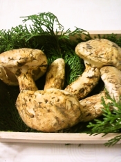 外国産の松茸でも美味しく 松茸の下処理の仕方 レシピ 作り方 By ねここ25 楽天レシピ 外国産の松茸でも美味しく 松茸の下処理の仕方 レシピ 作り方 By ねここ25 楽天レシピ