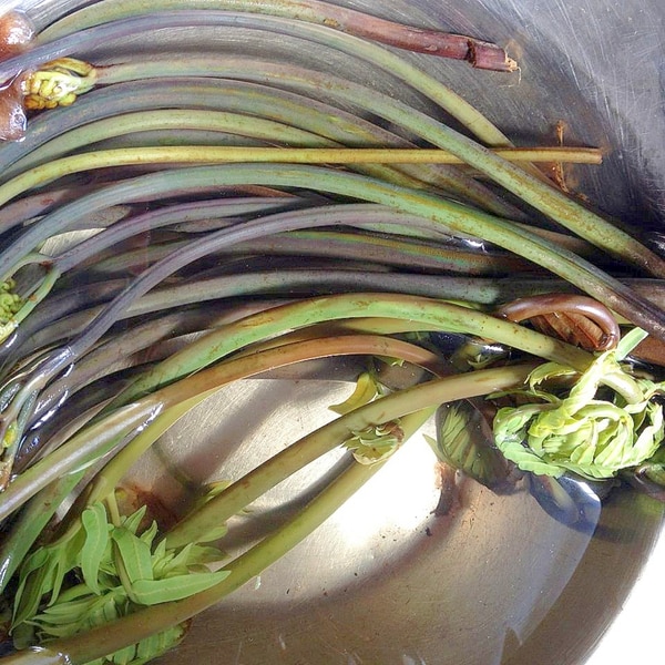 ワラビ ゼンマイのアク抜き レシピ 作り方 By Macman3737 楽天レシピ ワラビ ゼンマイのアク抜き レシピ 作り方 By Macman3737 楽天レシピ