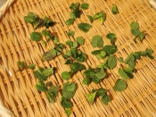 ミントの保存に 天日干し レシピ 作り方 By ブ 子 楽天レシピ