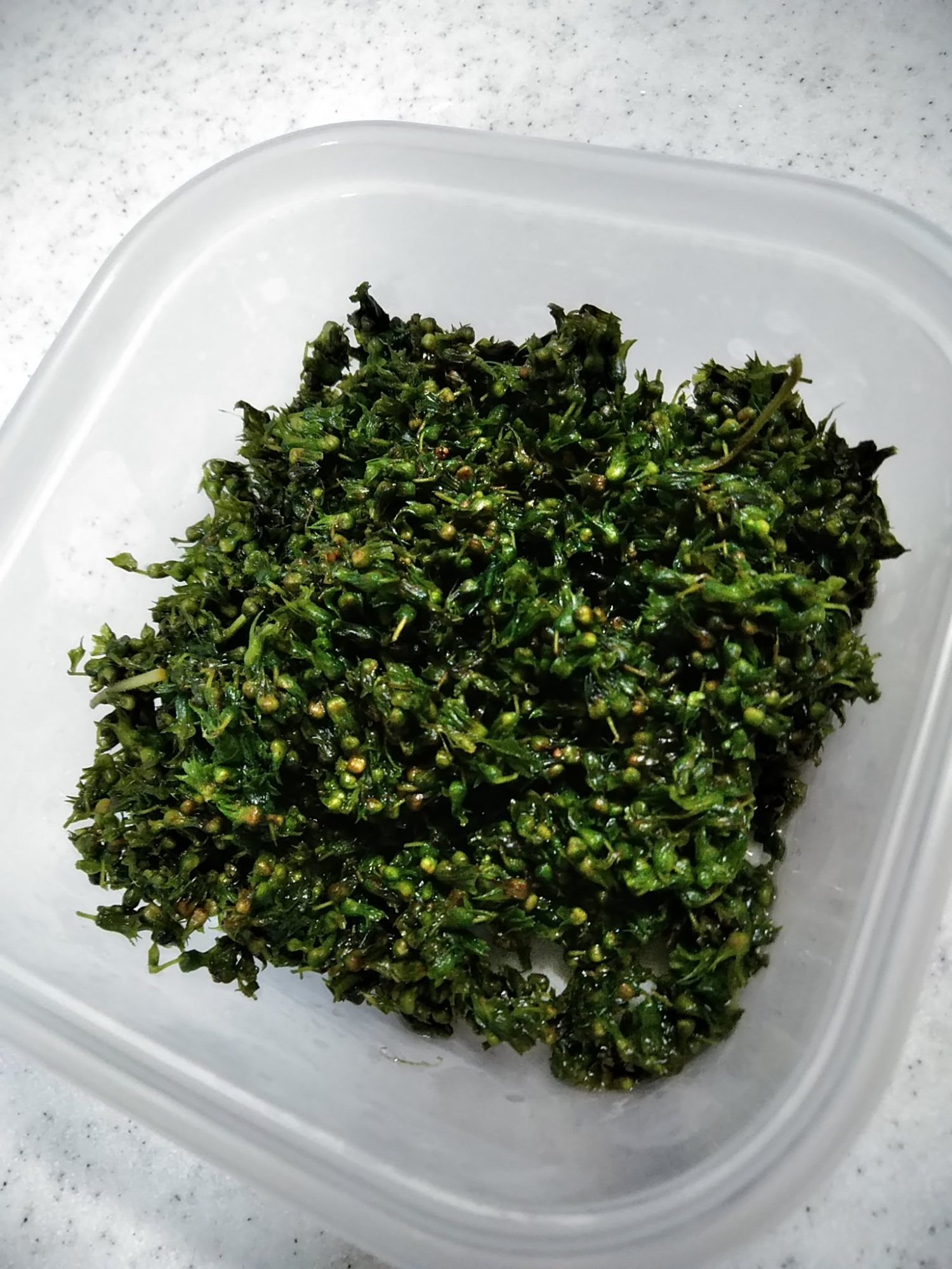 きれいな緑のしその実の塩漬け レシピ 作り方 By キー子0914 楽天レシピ きれいな緑のしその実の塩漬け レシピ 作り方 By キー子0914 楽天レシピ