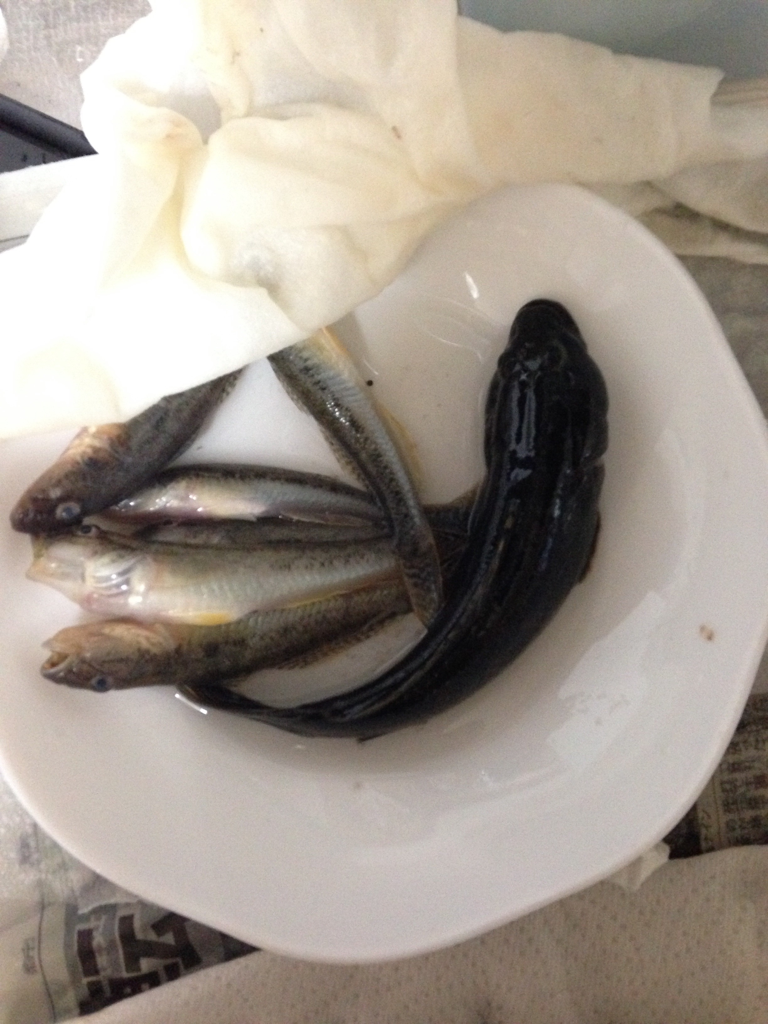 ハゼのカリカリ唐揚げ フライパンで簡単 レシピ 作り方 By Cook81 楽天レシピ